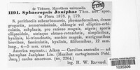 Sphaeropsis janiphae image